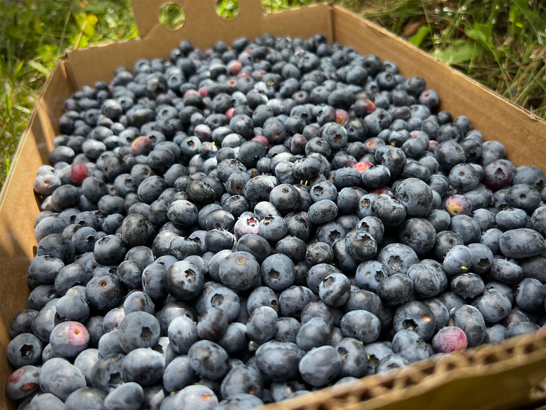 Blueberries Rev Kathryn Nelson