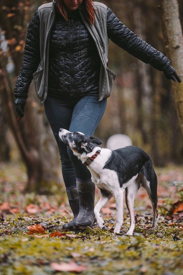 Intensive Dog Training Leeds Intense Training Days Revolution Dog