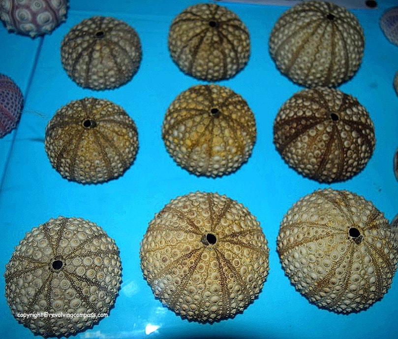 India Seashell Museum Mahabalipuram The Revolving Compass