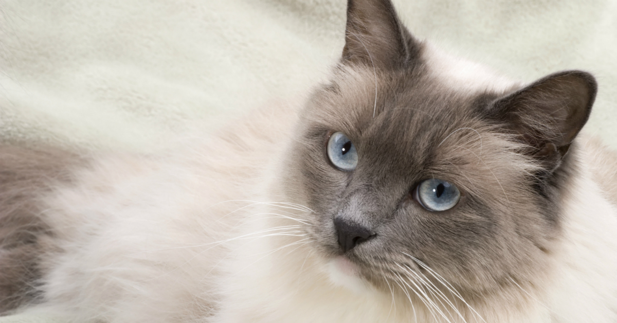 Die RagdollKatze revvet.de