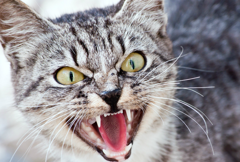 Die Körpersprache von Katzen Quiz revvet.de