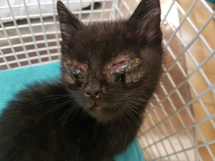 Große Kastrationsaktion gegen Katzenelend in BadenWürttemberg revvet.de