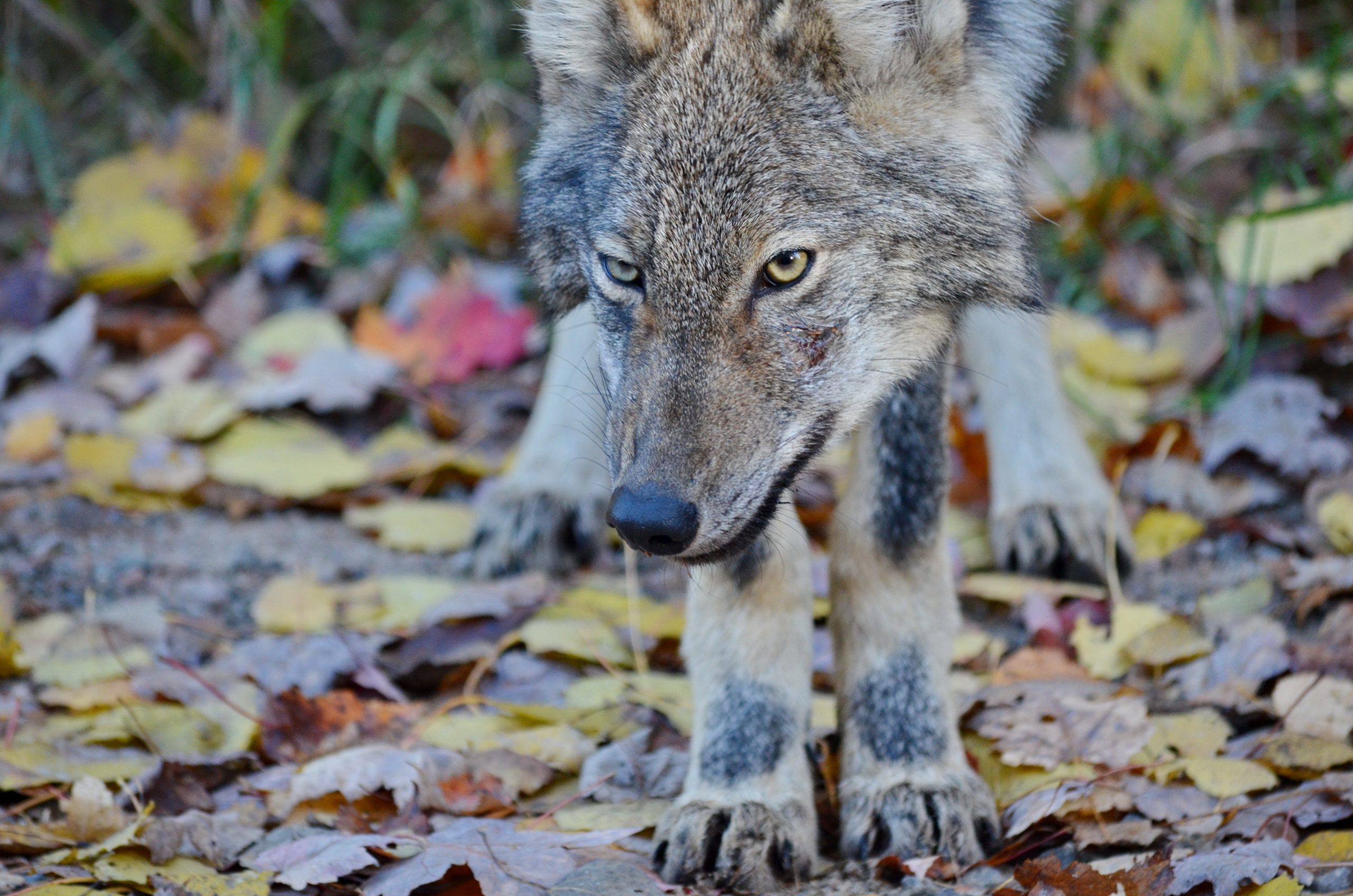 Are Wolf Hybrids Legal In Ontario