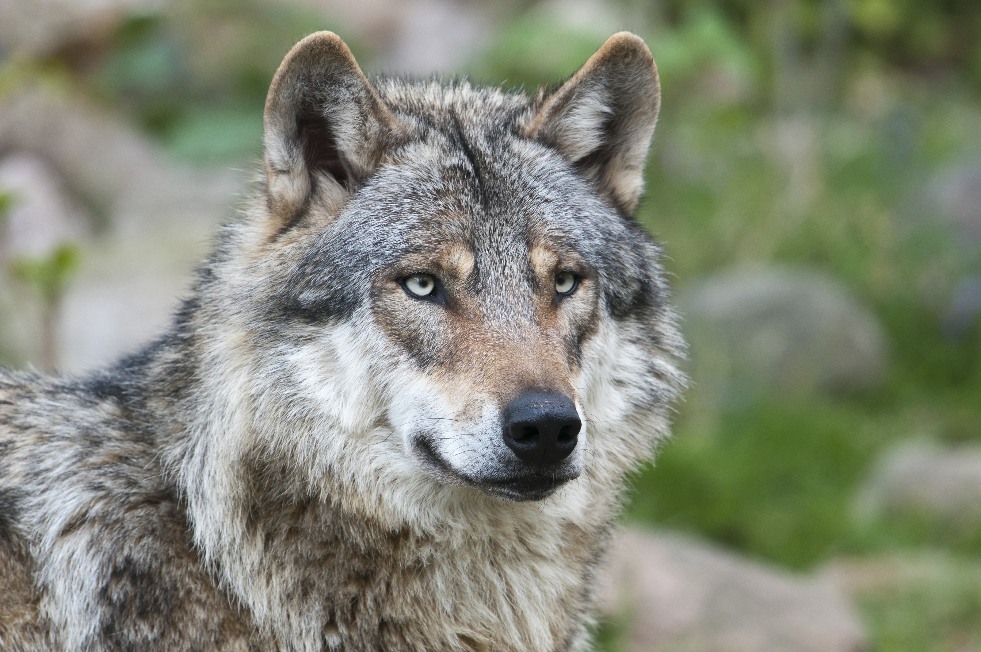 Wolf Rewilding Britain