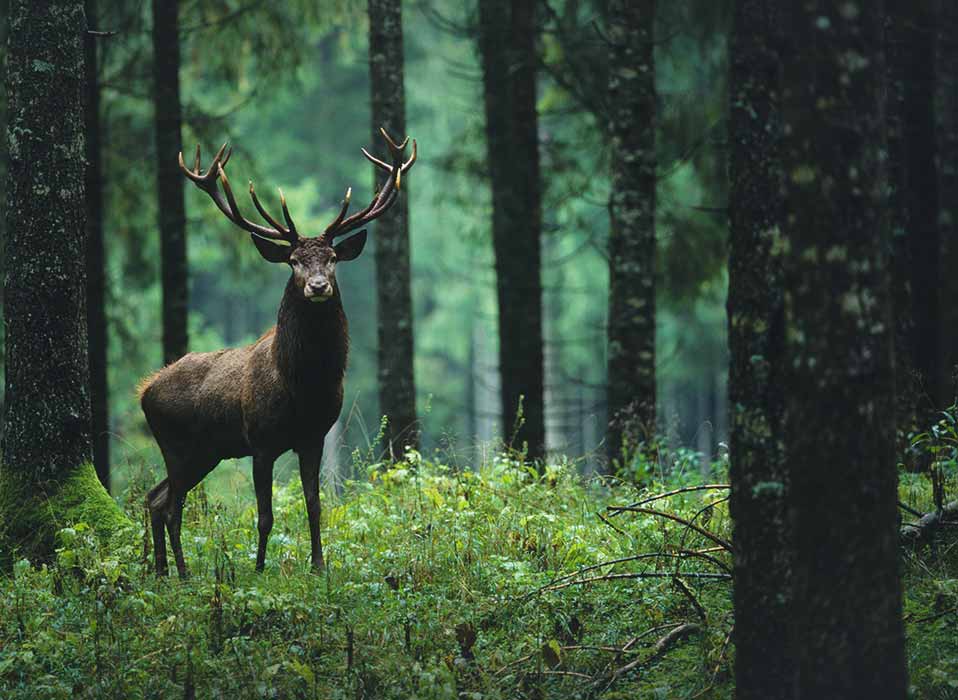 Solar Projects that Support Land Conservation Rewild