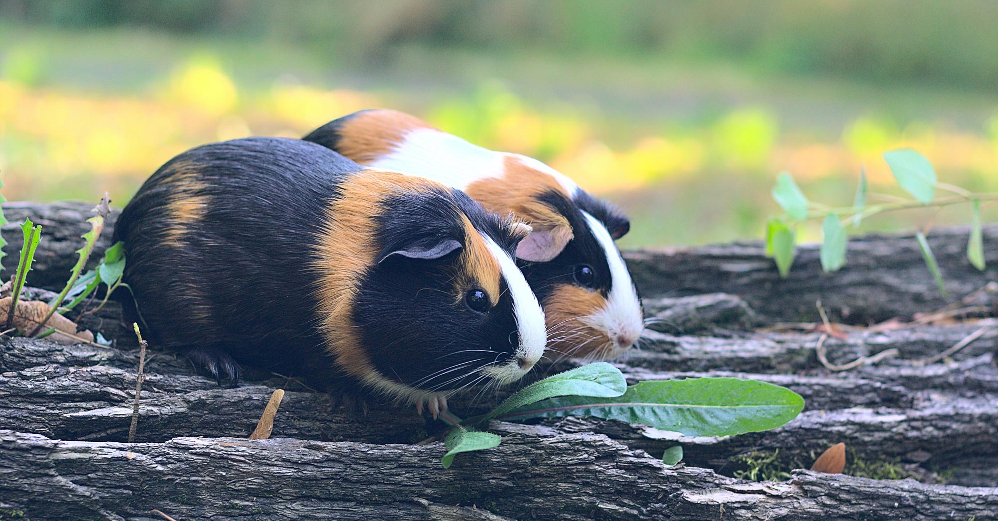 Booking Enquiries Rex Pet Hotel