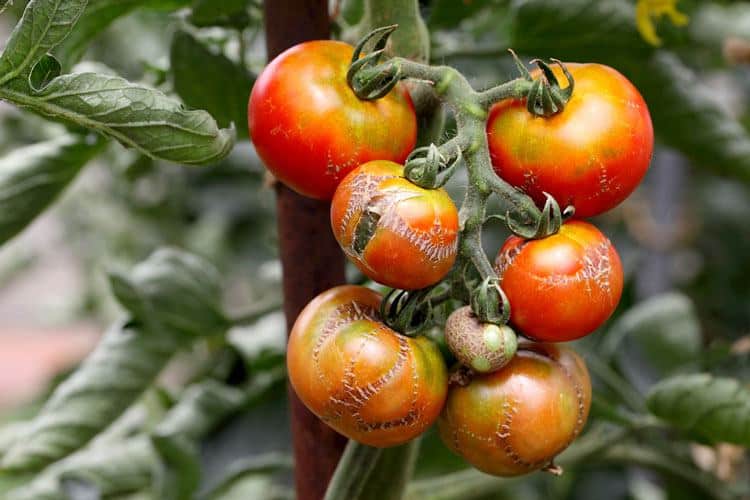 How Much Sunlight Do Tomato Plants Need? Complete Guide