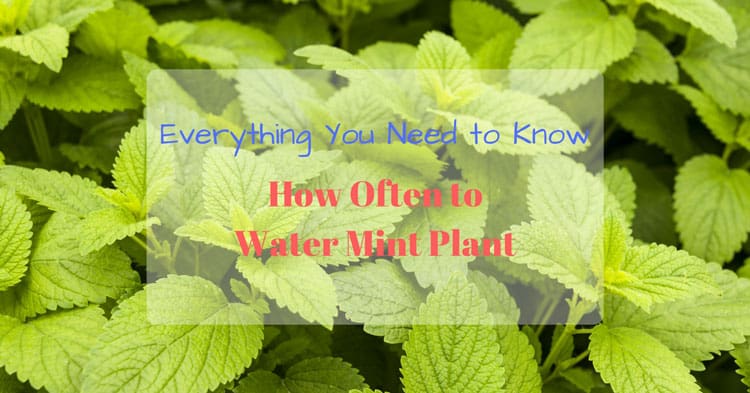 How Often to Water Mint Plant Everything You Need to Know