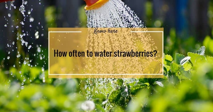 Know Here How Often To Water Strawberries? The Rex Garden