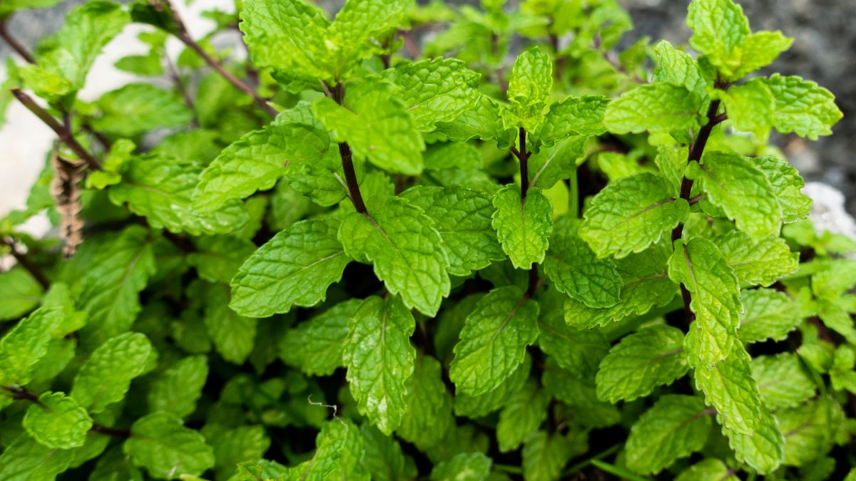 How Often to Water Mint Plant A Comprehensive Guide