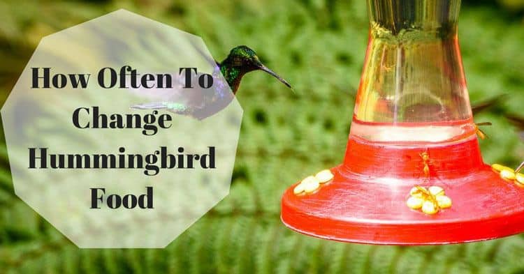 How Often To Change Hummingbird Food Useful Tips For You The Rex Garden