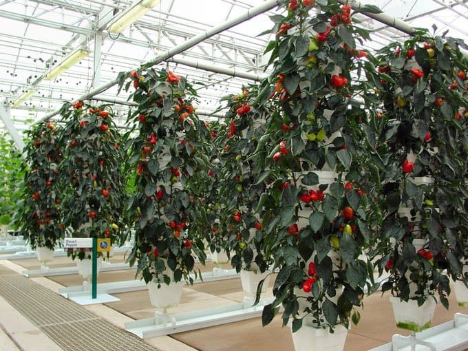 The Best Plants To Grow In Your Hydroponics Garden