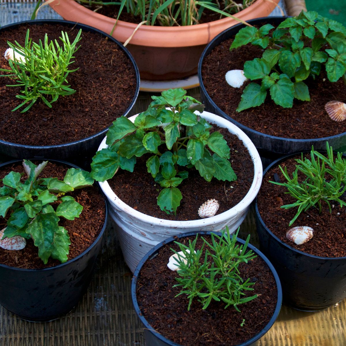 Best Vegetables to Grow in Pots and Containers The Rex Garden