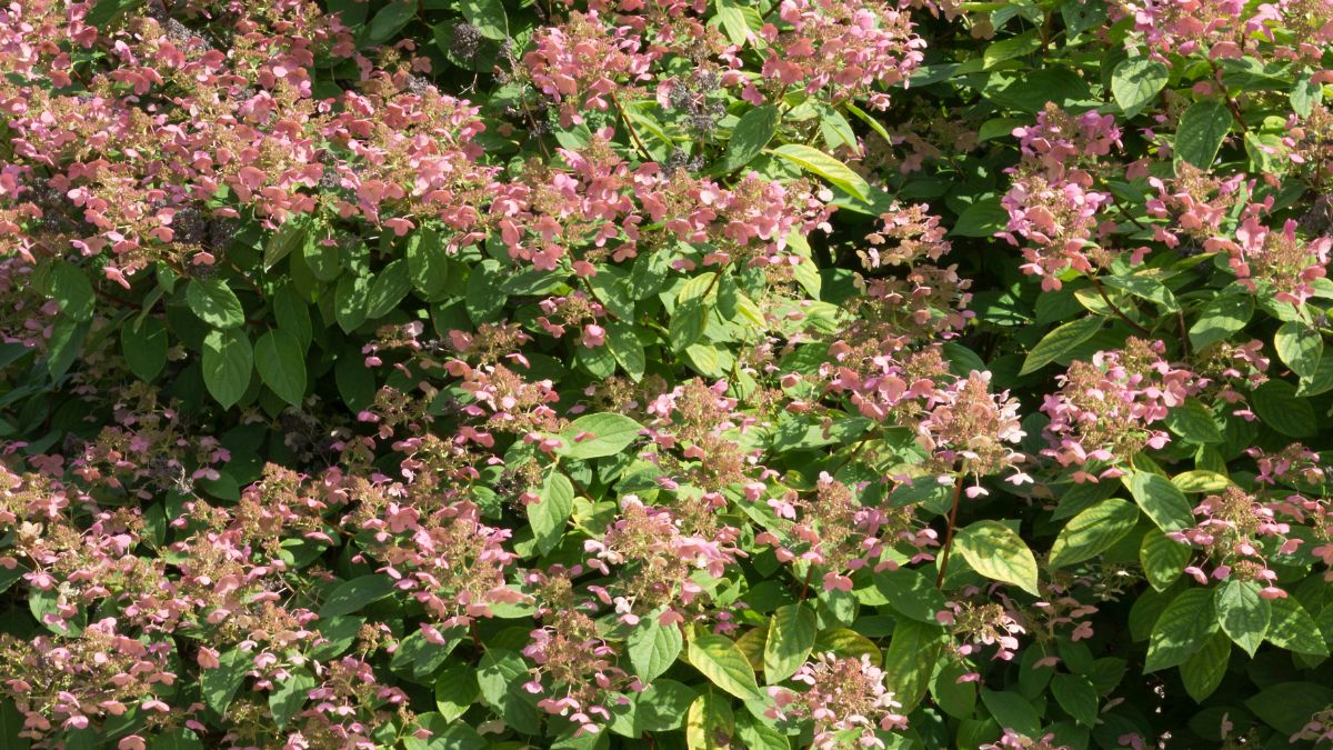 Flowers That Begin With The Letter Q The Rex Garden