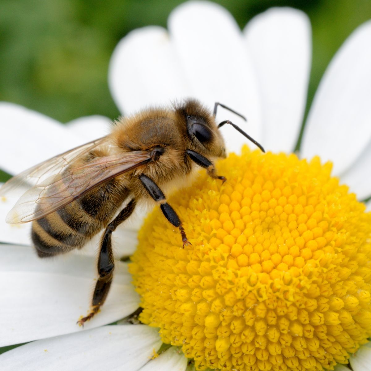 Creating a BeeFriendly Garden A Comprehensive Guide