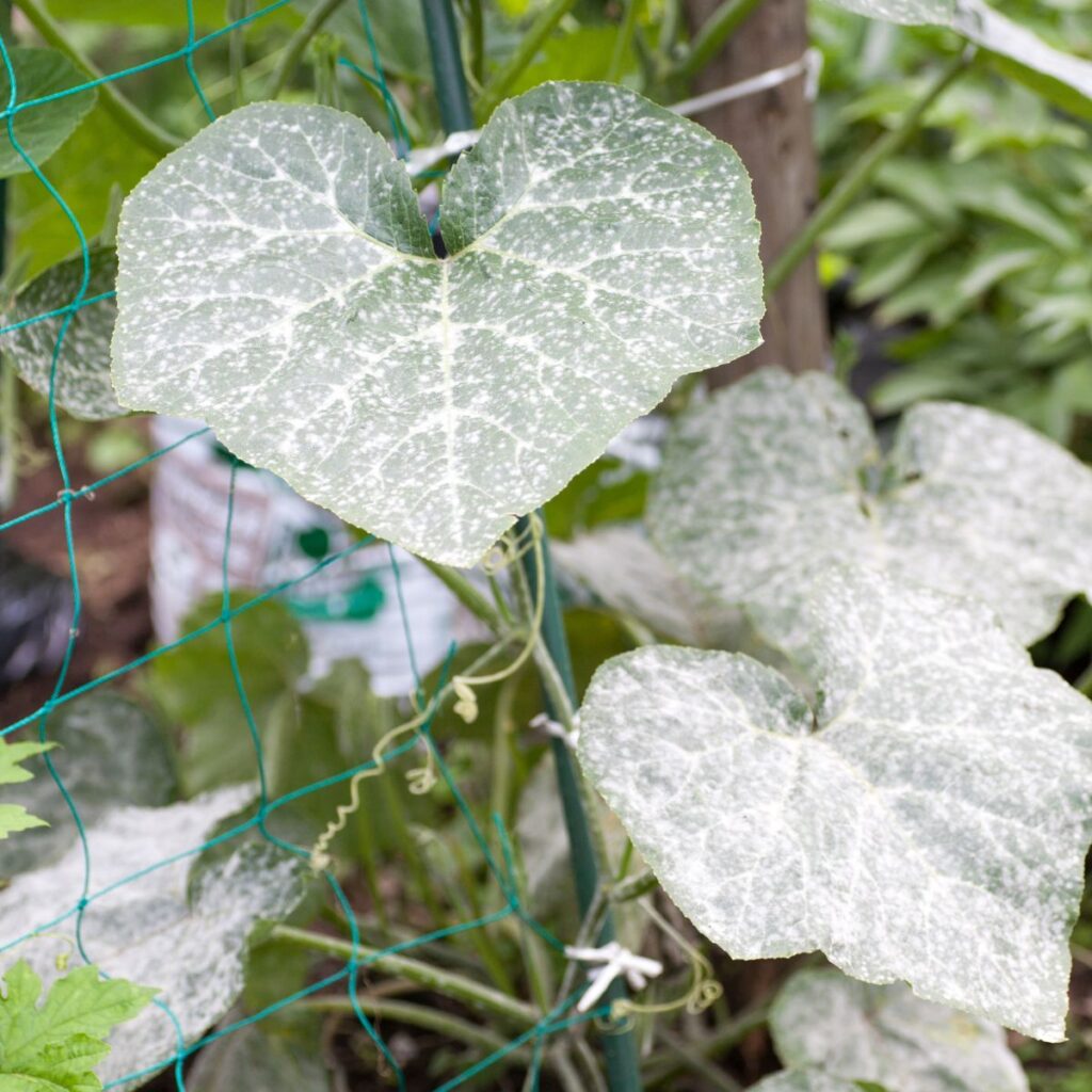 Powdery Mildew An Indepth Look at Prevention and Management