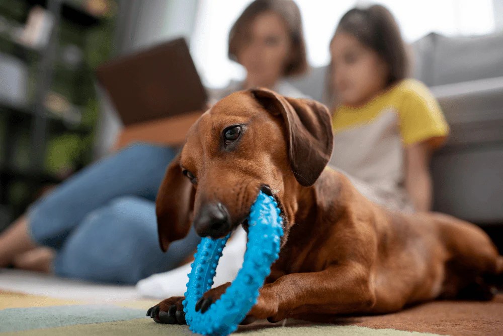 Why Does My Dog Chew His Toys On Me? RexiPets