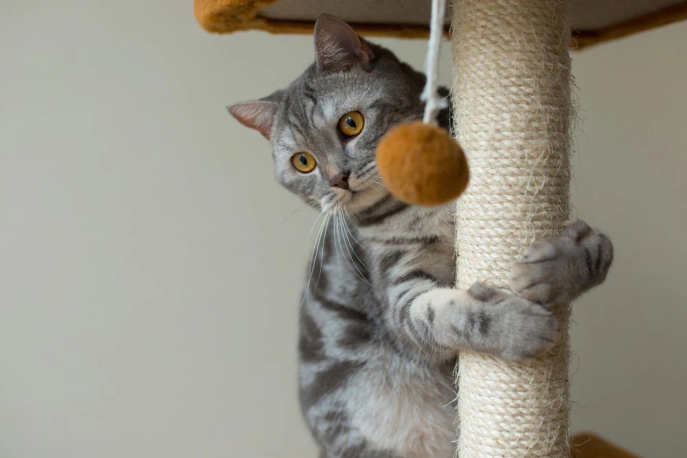 How To Clean Cat Toys? RexiPets
