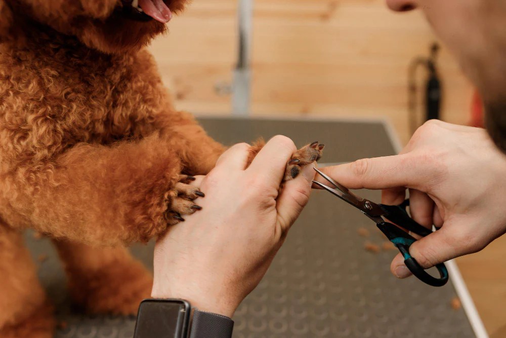 Why Are My Dogs Nails Splitting 6 Reasons You Should Know RexiPets
