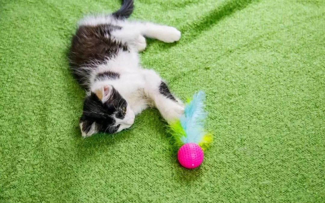 How to Take Care of a Kitten RexiPets