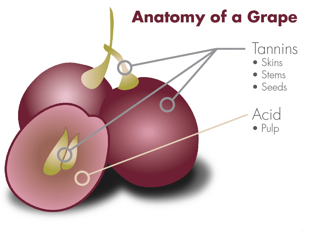 What element of wine makes it taste dry? ….Tannins in wine REYES WINERY