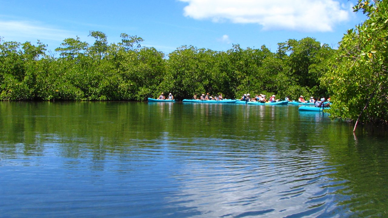 St. Thomas Mangrove Lagoon Cas Cay Kayak, Hike