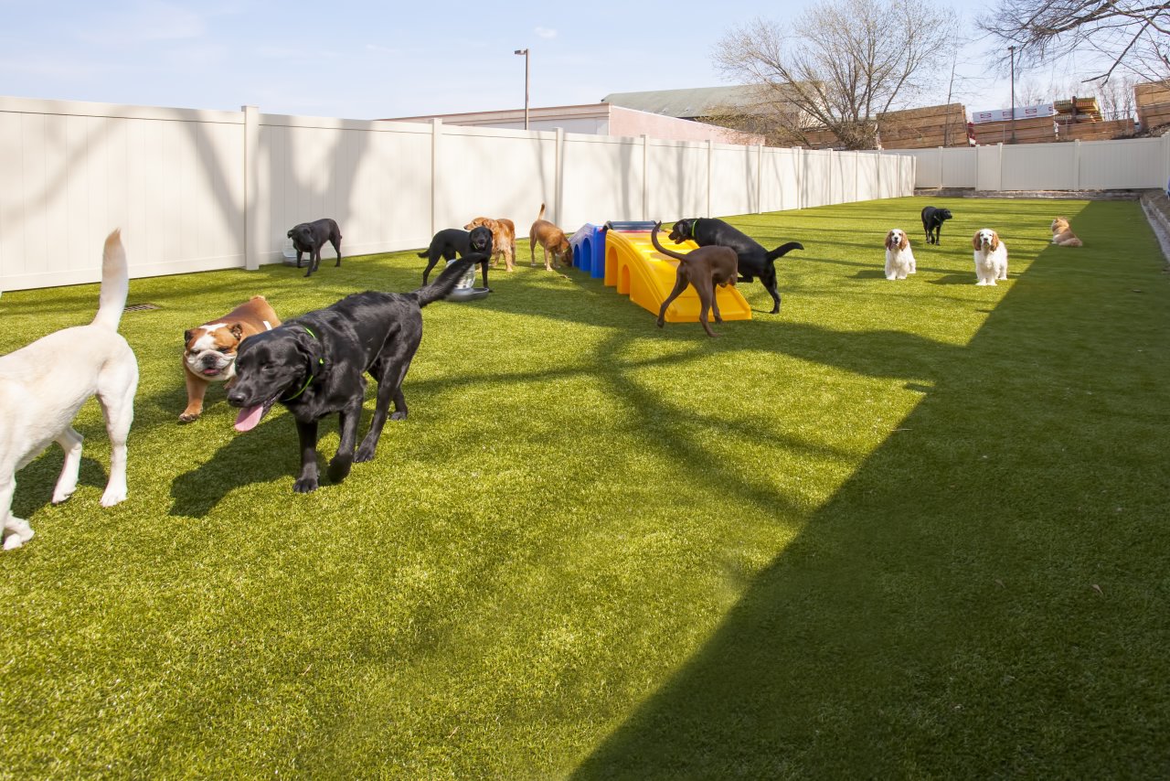 RFA K9 Resorts Madison, NJ