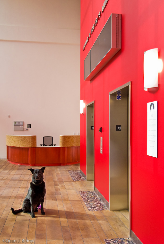 RFA Leanne B Roberts Animal Care Center SPCA San Francisco, CA