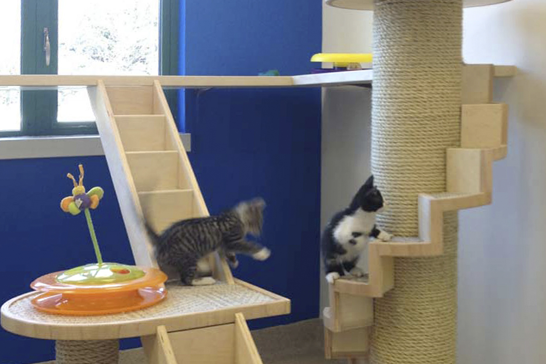 RFA Northeast Animal Shelter Salem, MA