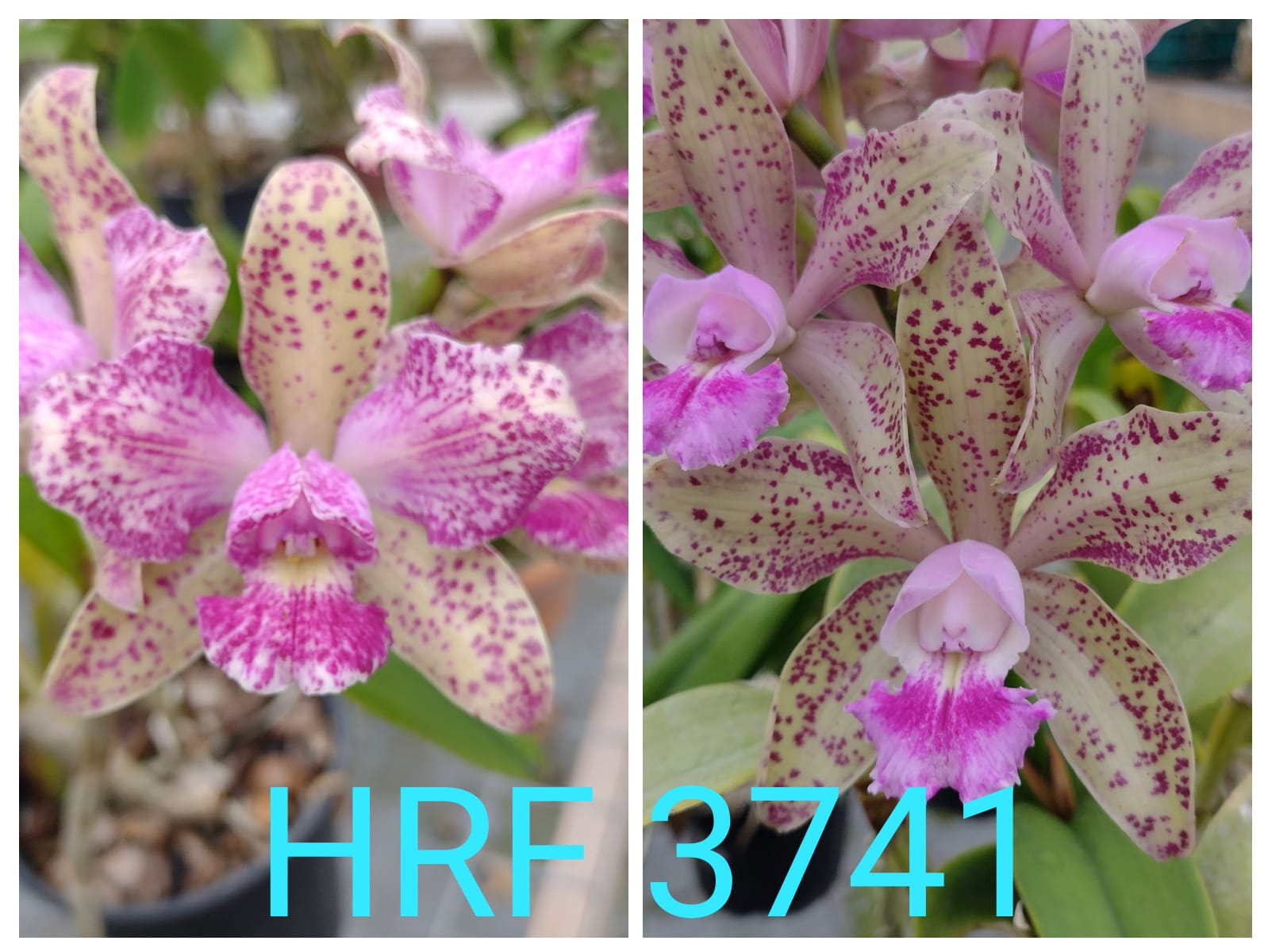 Cattleya (Pedra da Gávea x Cattleya Kerchoveana) X C. Pedra da Gávea