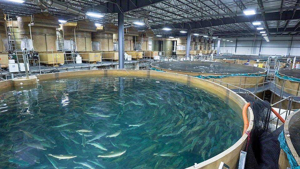 AquaBounty Begins Construction of Salmon Farm in Pioneer, OH RGP