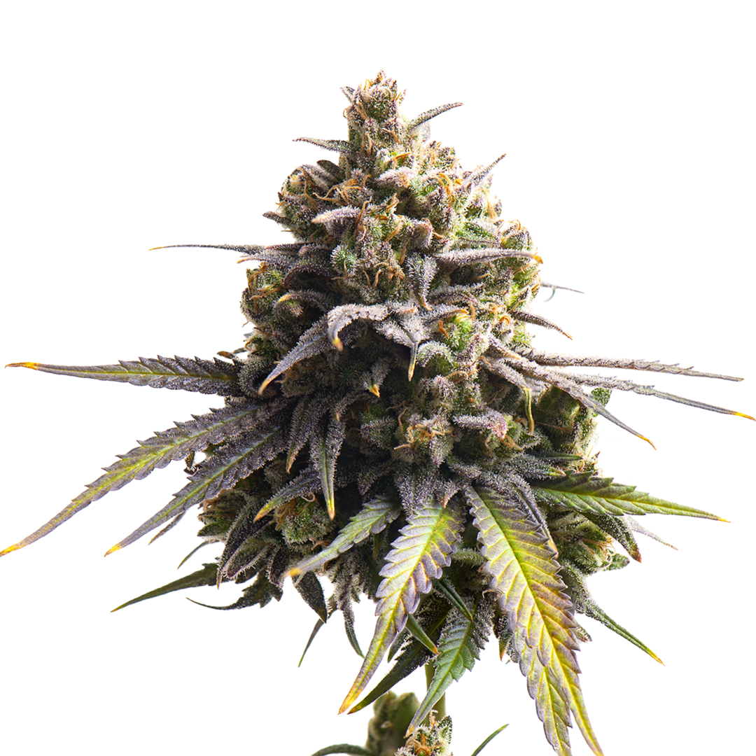 New Mexico Medical & Recreational Dispensaries R.Greenleaf