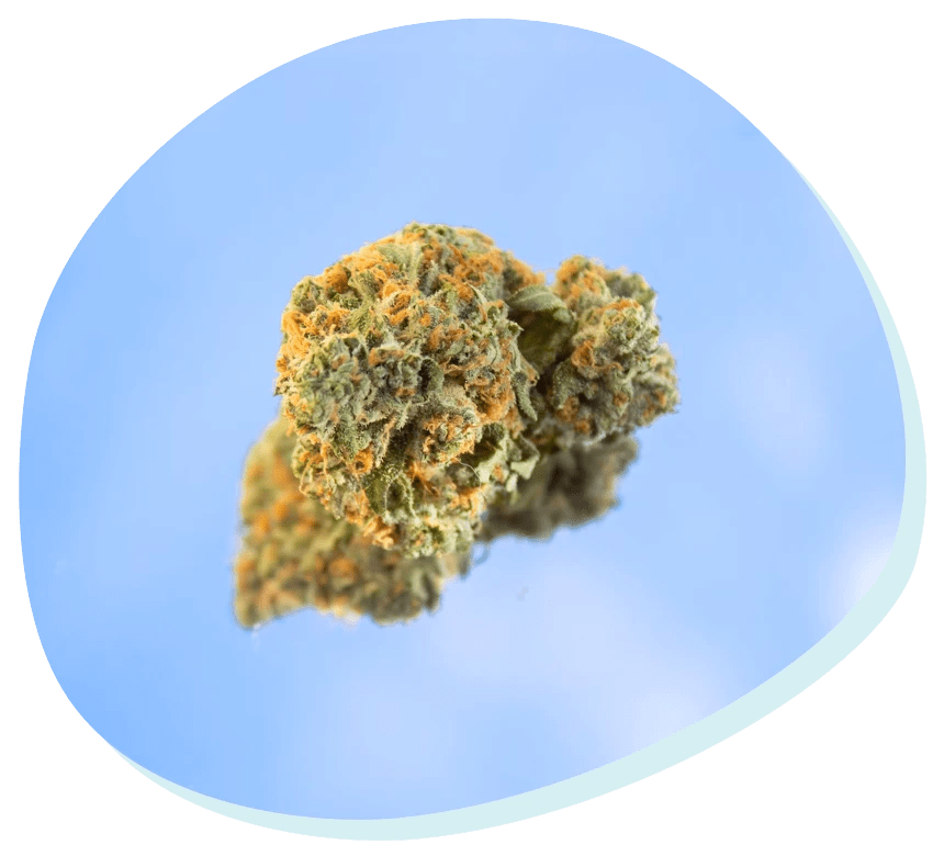 Medical Cannabis Evaluations in New Mexico R.Greenleaf