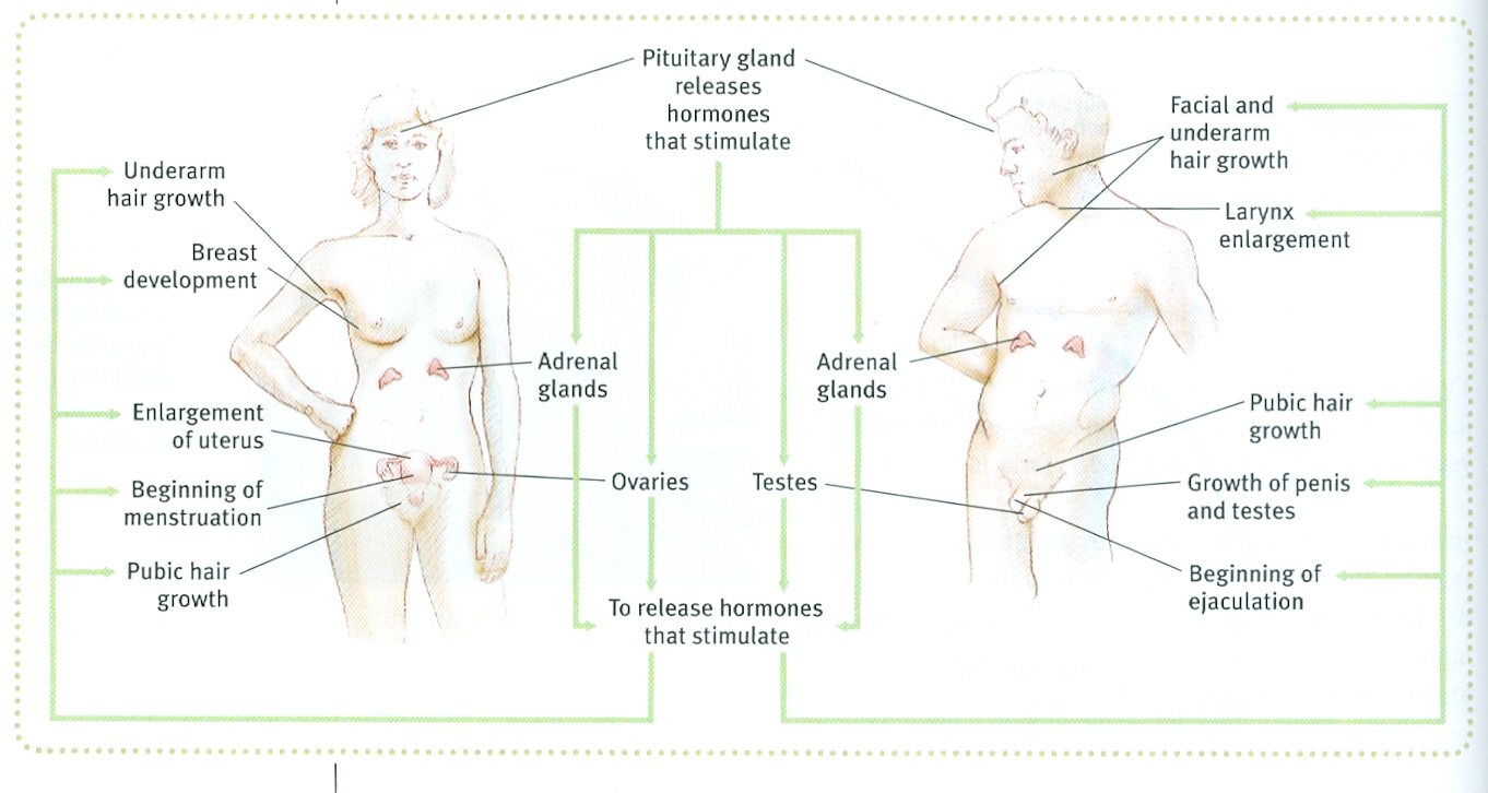 ️ Why do physical changes occur during puberty. Changes. 20190227