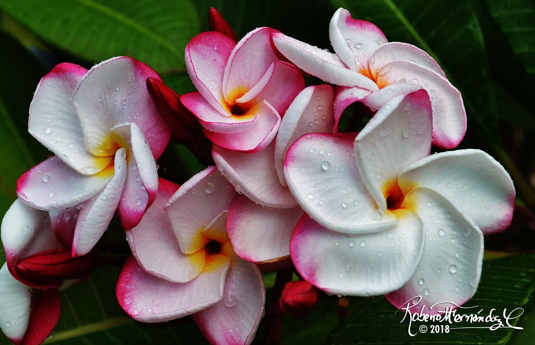 October 2023 Plumeria Events Plumeria Obsession - Rgv.com