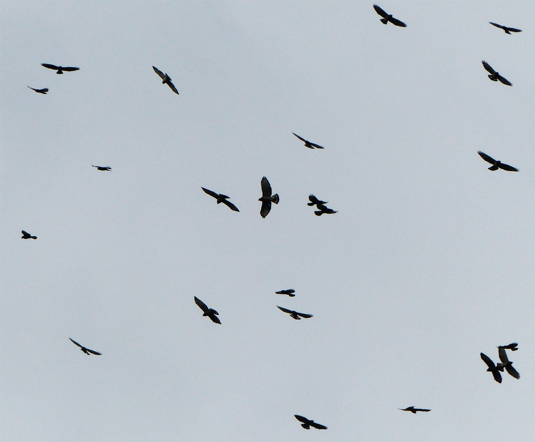 Thousands Of Hawks Over The Valley