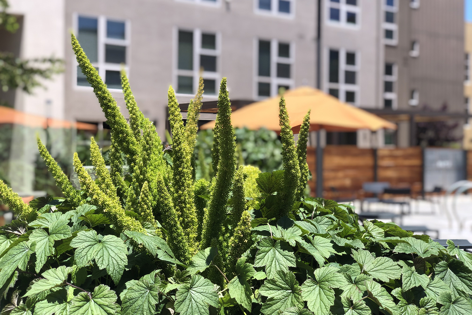 RHAA Landscape Architects