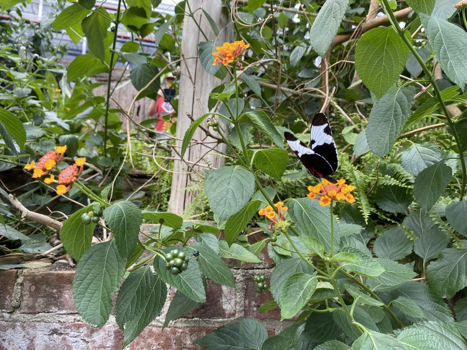 Emsflower Erlebnispark Emsbüren Rheine mit Kids