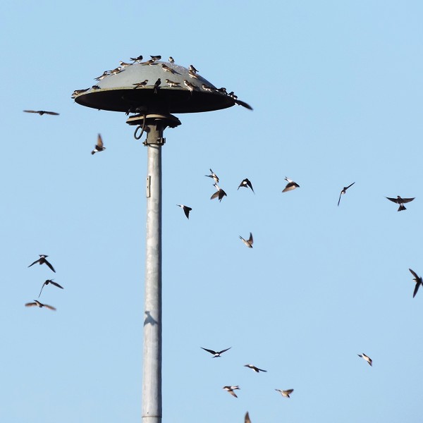 Archiv2015bis2019 Rhenegge