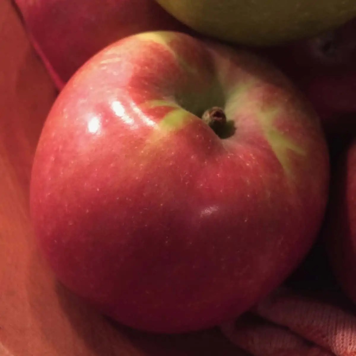 Orchard Photos Cedar Heights Orchard