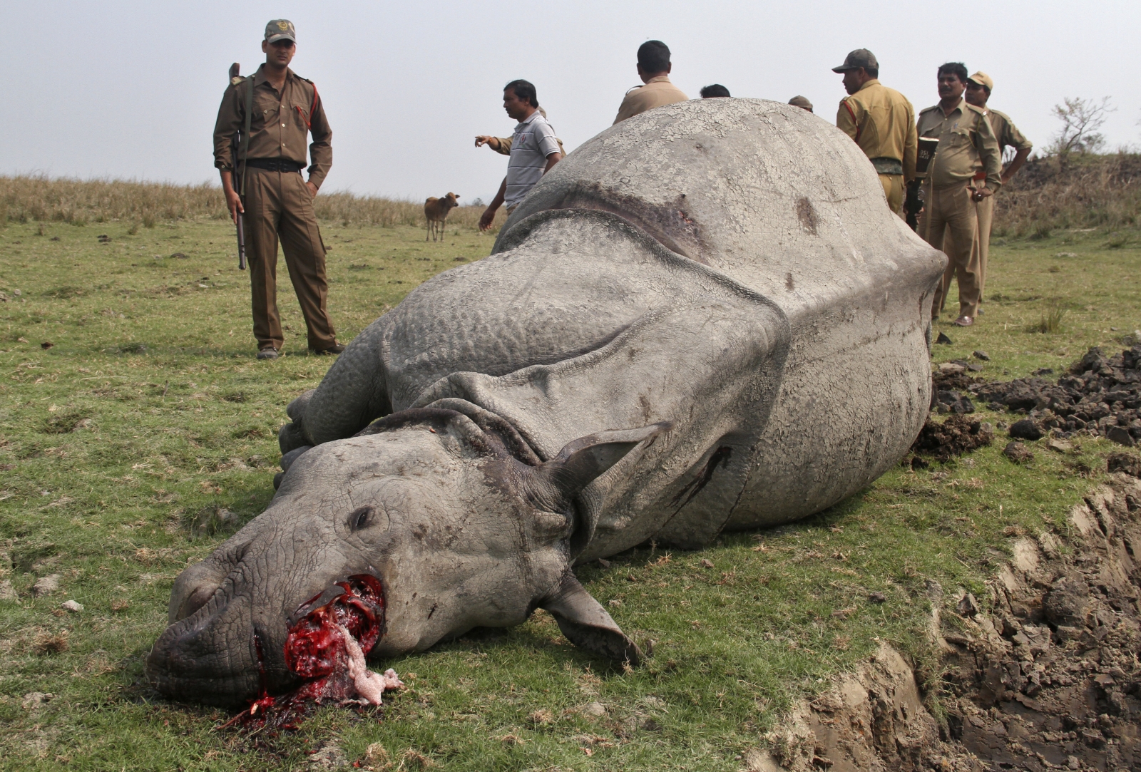 Why Hunt Rhino Horm Fight For Rhinos