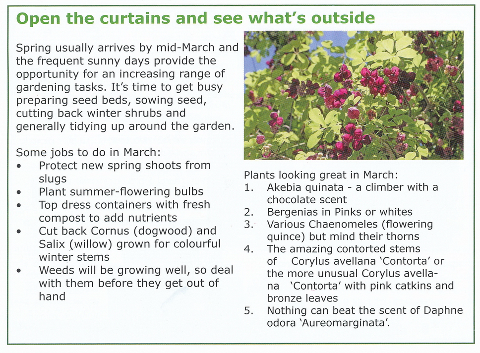 Best plants for March and jobs to do in the garden in March