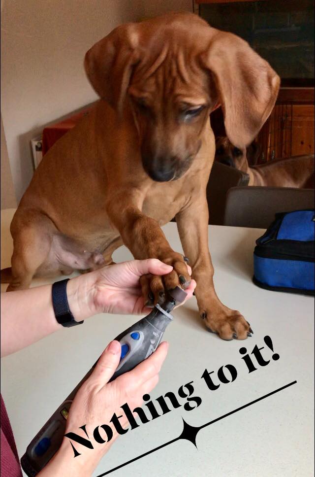 Can You Use A Dremel On Dogs Nails