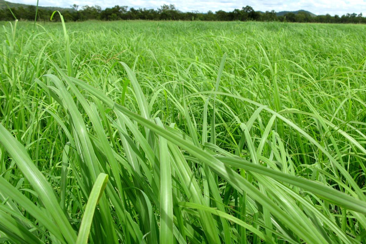 Rhodes Grass Supplier & Exporter in Pakistan