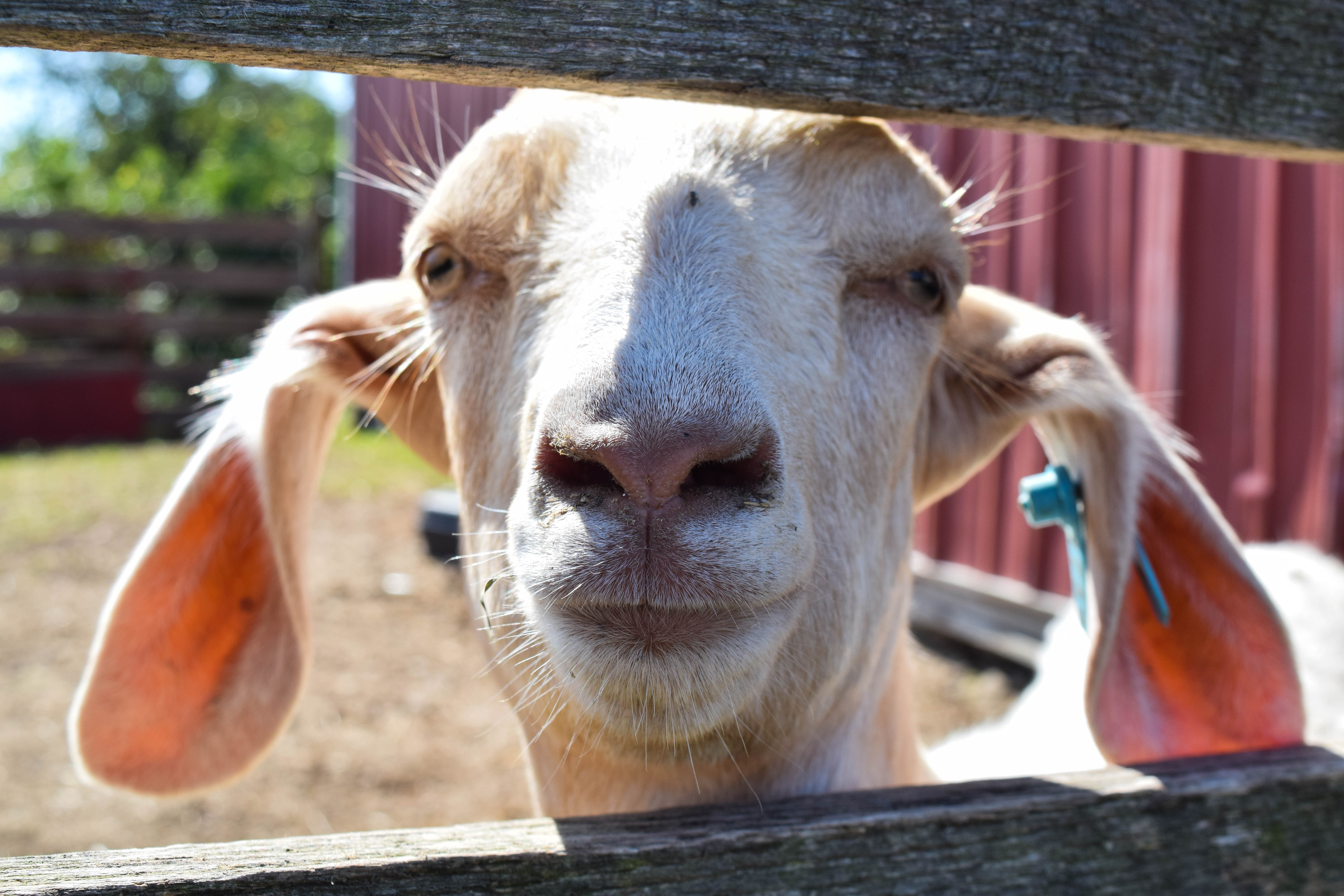 Students gain experience at Peckham Farm The Good 5 Cent Cigar