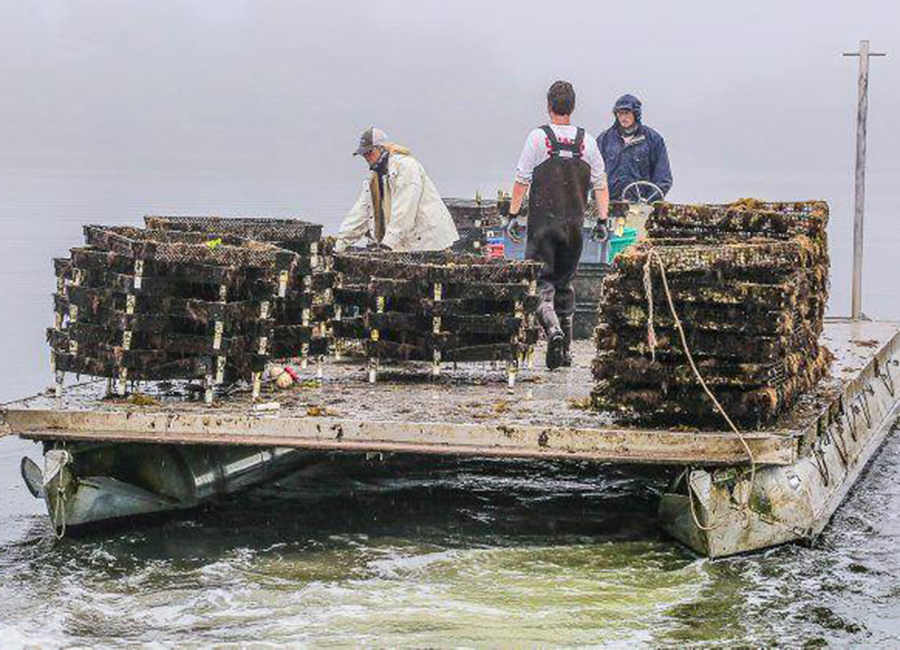 Rhode Island Oyster Farmer Leads the Way in Aquaculture Matunuck