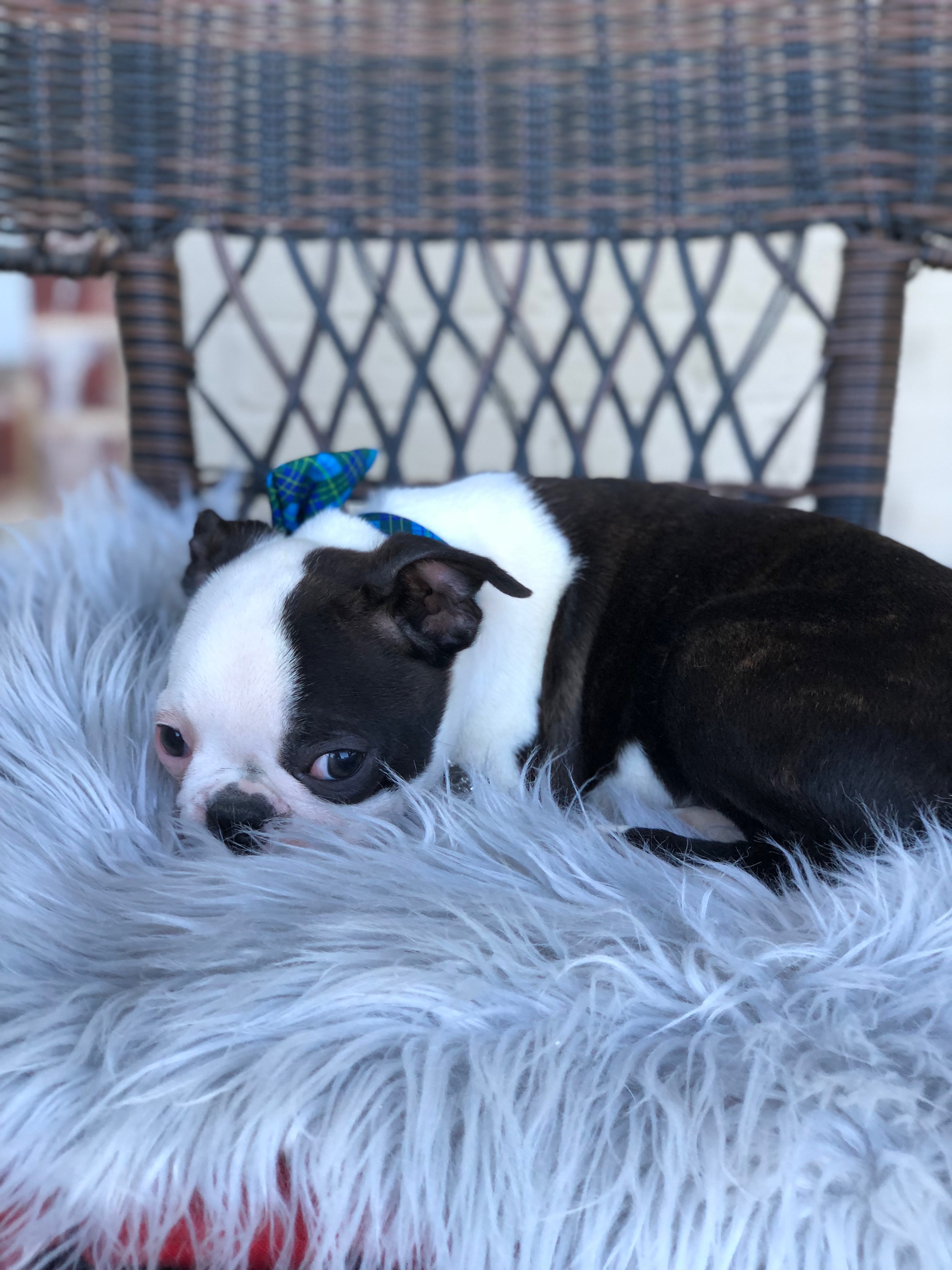 Available Boston Terrier Puppies born and raised in South Mississippi