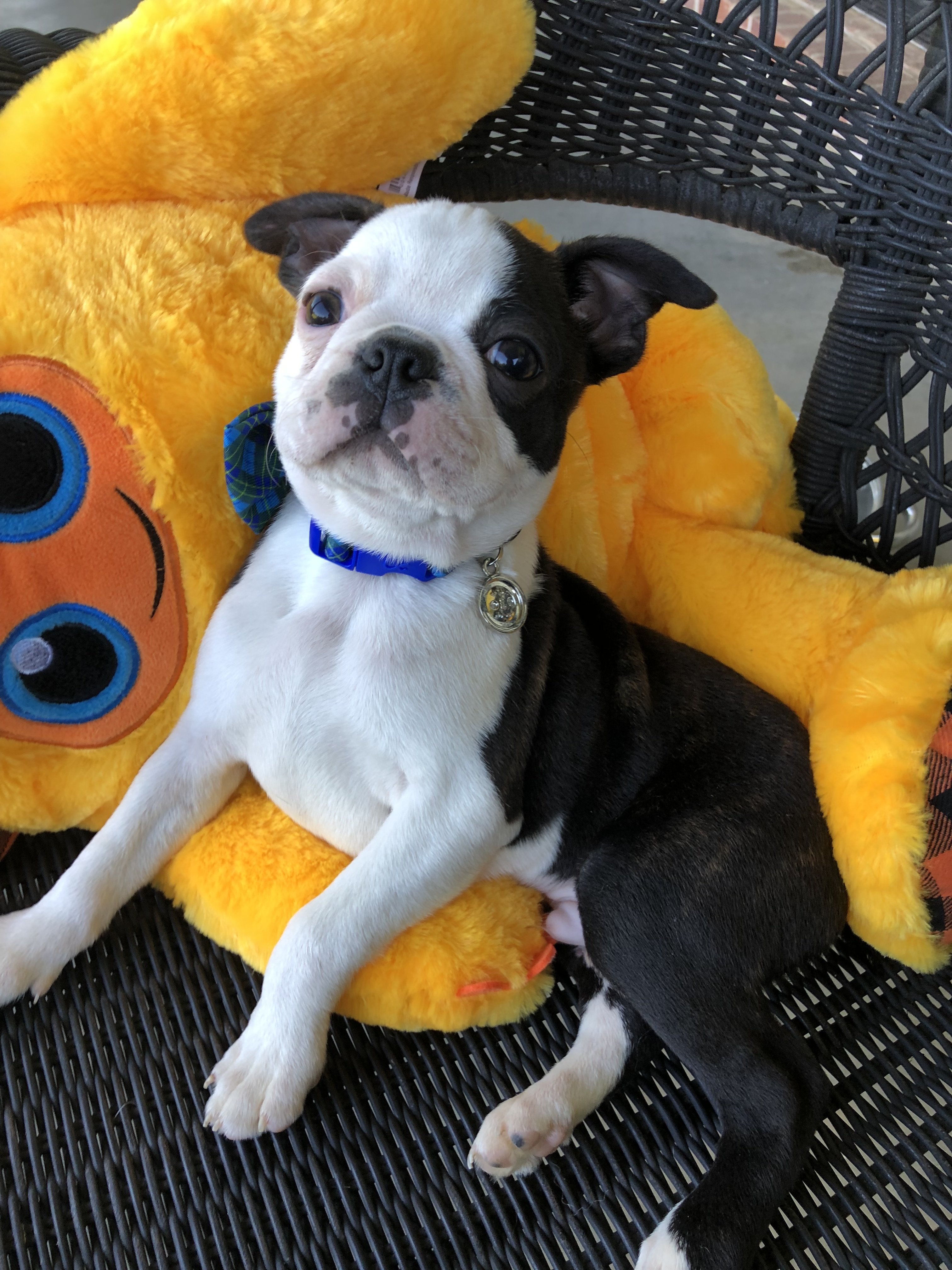 Available Boston Terrier Puppies born and raised in South Mississippi