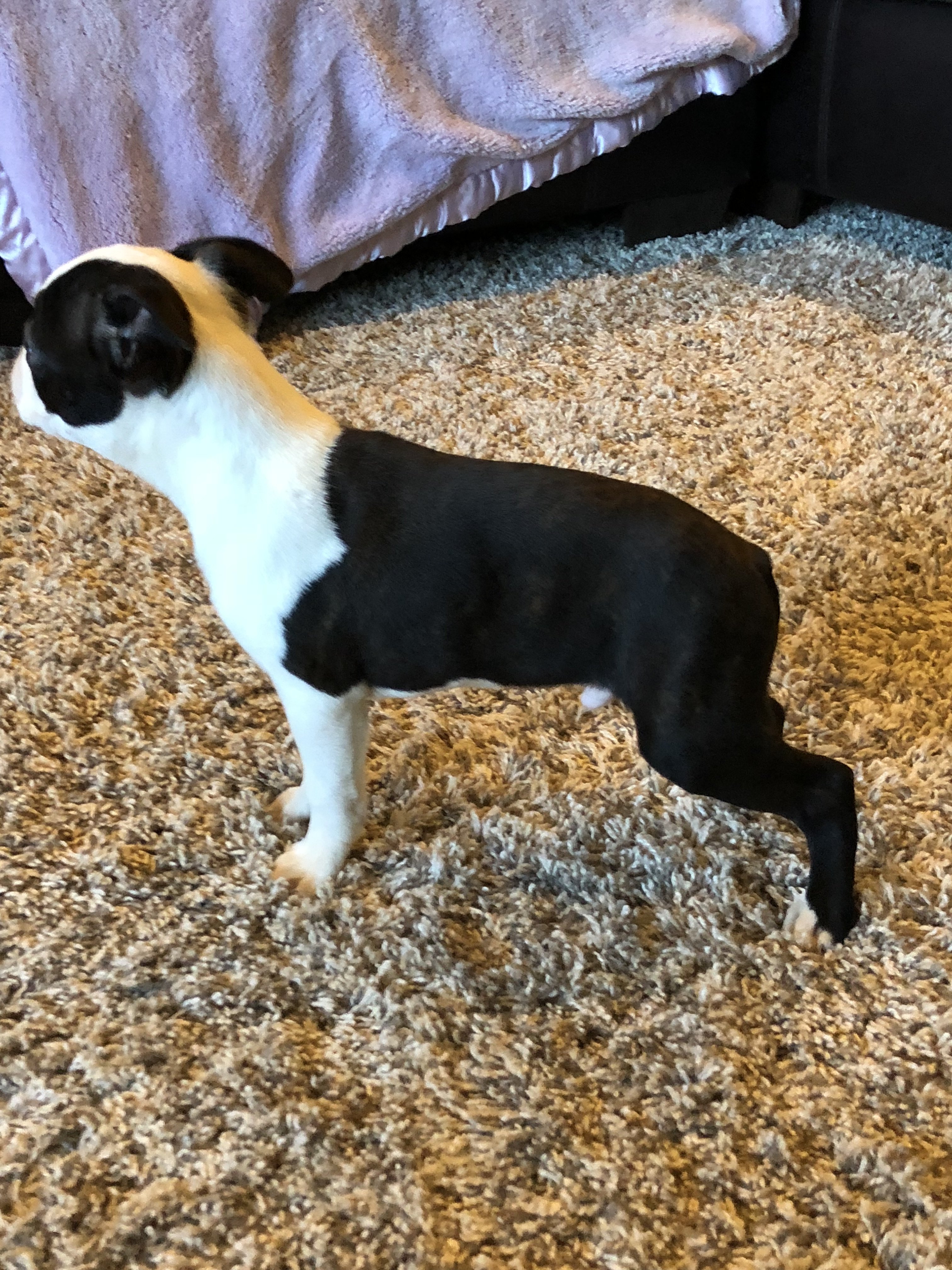 Available Boston Terrier Puppies born and raised in South Mississippi
