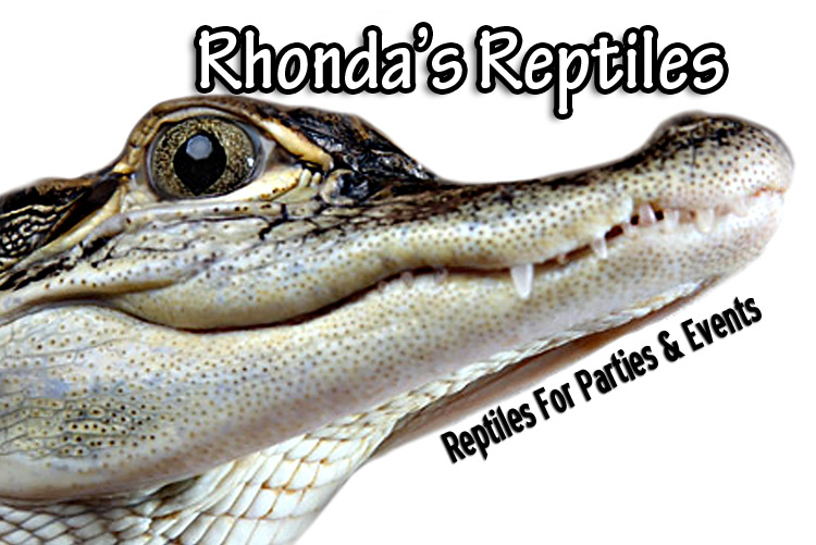 Rhonda's Reptiles Reptile Rental For Parties, Events & Weddings